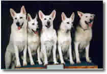 First Five White Shepherds