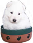 Puppy in a Ceramic Dog Bowl