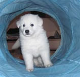 Puppy in a Play Tunnel