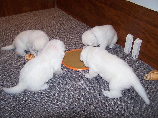 Pups eating