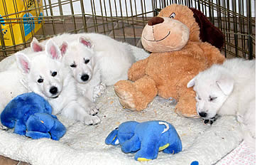 Puppies in a Crate Playing with Stuffed Toys