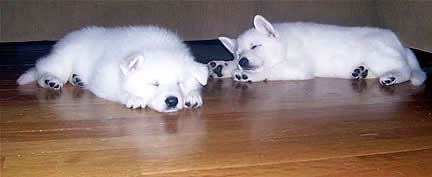 Pupies on Wood Surface