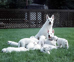 White Shepherd Family